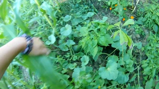 Оазис из ямы. смотреть онлайн