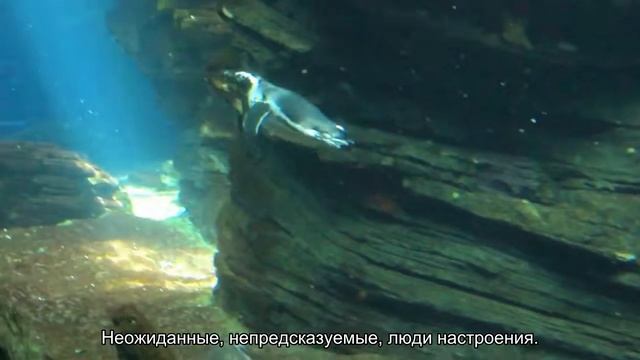 Значение имени Тибор. Толкование, судьба, характер смотреть онлайн