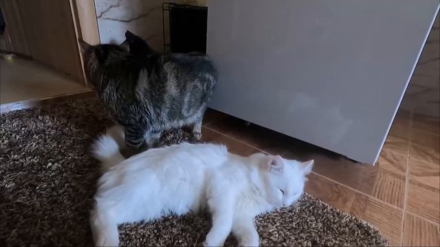 Наши рабочие будни, Приехали гости, у дедушки ДР. смотреть онлайн