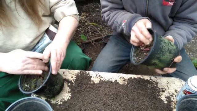 How to tidy up geranium pratense'purple haze'with Robbie Phoenix and the Viking смотреть онлайн