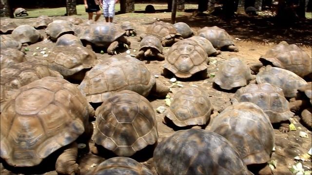 Маврикий. Парк Ваниль. Сейшельские гигантские черепахи. смотреть онлайн
