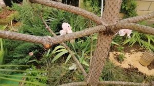 Ниваки из Сосны. Как из простой сосны сделать топиарную форму своими руками