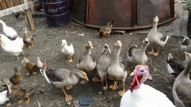 ВЕРНУЛИСЬ НЕ ВСЕ! ДИКИЕ ГУСИ! СЕРЫЕ ГУСИ! ГЛИНЯНЫЕ ГУСИ! МОЯ ПТИЦА! смотреть онлайн