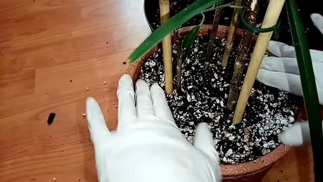 Фикус али (Биннендийка) частичное замена грунта. смотреть онлайн