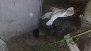 Куры Шабо. Краткое описание.