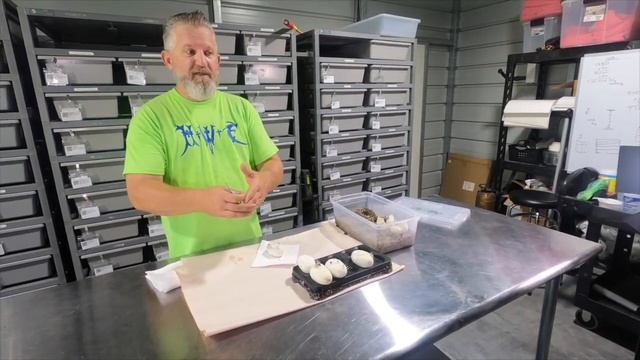 Ball Python Egg Cutting! Lesser Jedi x Super Blackhead Orange Dream Yellowbelly смотреть онлайн