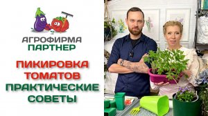 Пикировка томатов. Практические советы