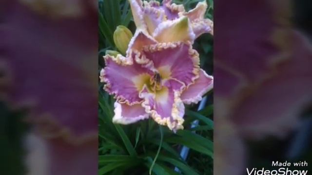 Мои цветы. Ч.1 смотреть онлайн