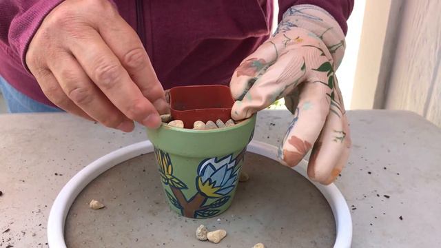 Planting Echeveria Rain Drops | Succulents of The Day | Leaf and Designs | Succulentas del Dia смотреть онлайн