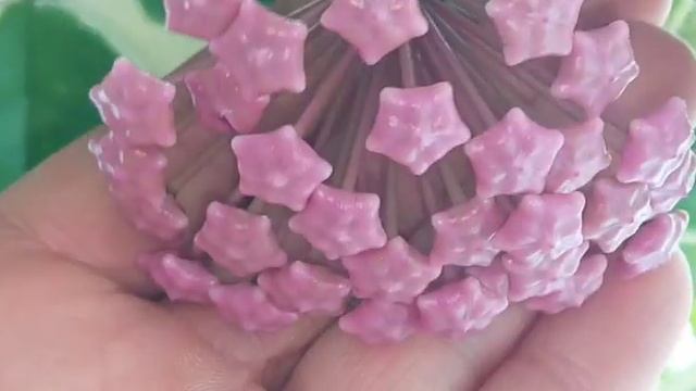 Hoya carnosa 'Variegata' смотреть онлайн
