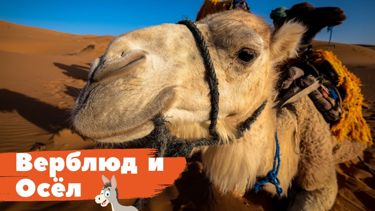 Верблюд и Осел (Сказка)