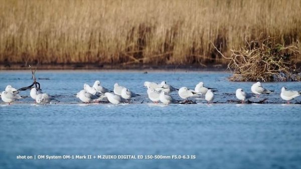 OM System OM-1 Mark II | Adventure Ready Mirrorless | Jessops