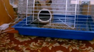 Купили шиншиллу Клетка и домик для шиншиллы