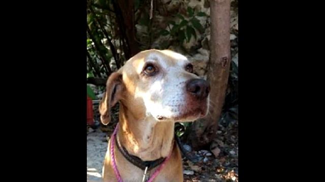 Щенок сидел с табличкой на шее. Когда люди читали то, что на ней написано, то не могли сдержать сле смотреть онлайн