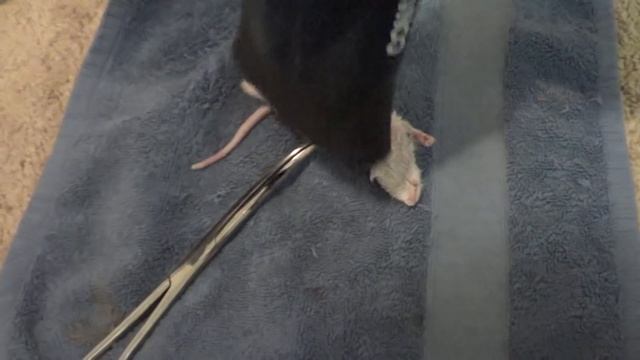 (2) HOW TO - Feed your Ball Python frozen thawed rats or mice!!! смотреть онлайн