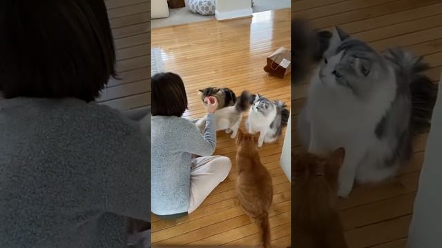 We have too many cats!! смотреть онлайн