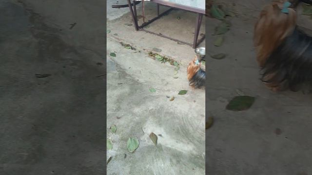 Продолжаем гулять,беситься😅😳.Погода позволяет и это прекрасно 🤗 смотреть онлайн