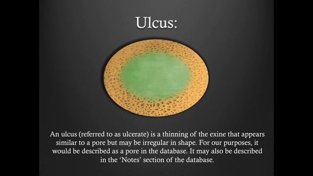 Pollen Morphology Training - Part 5: Additional Information смотреть онлайн