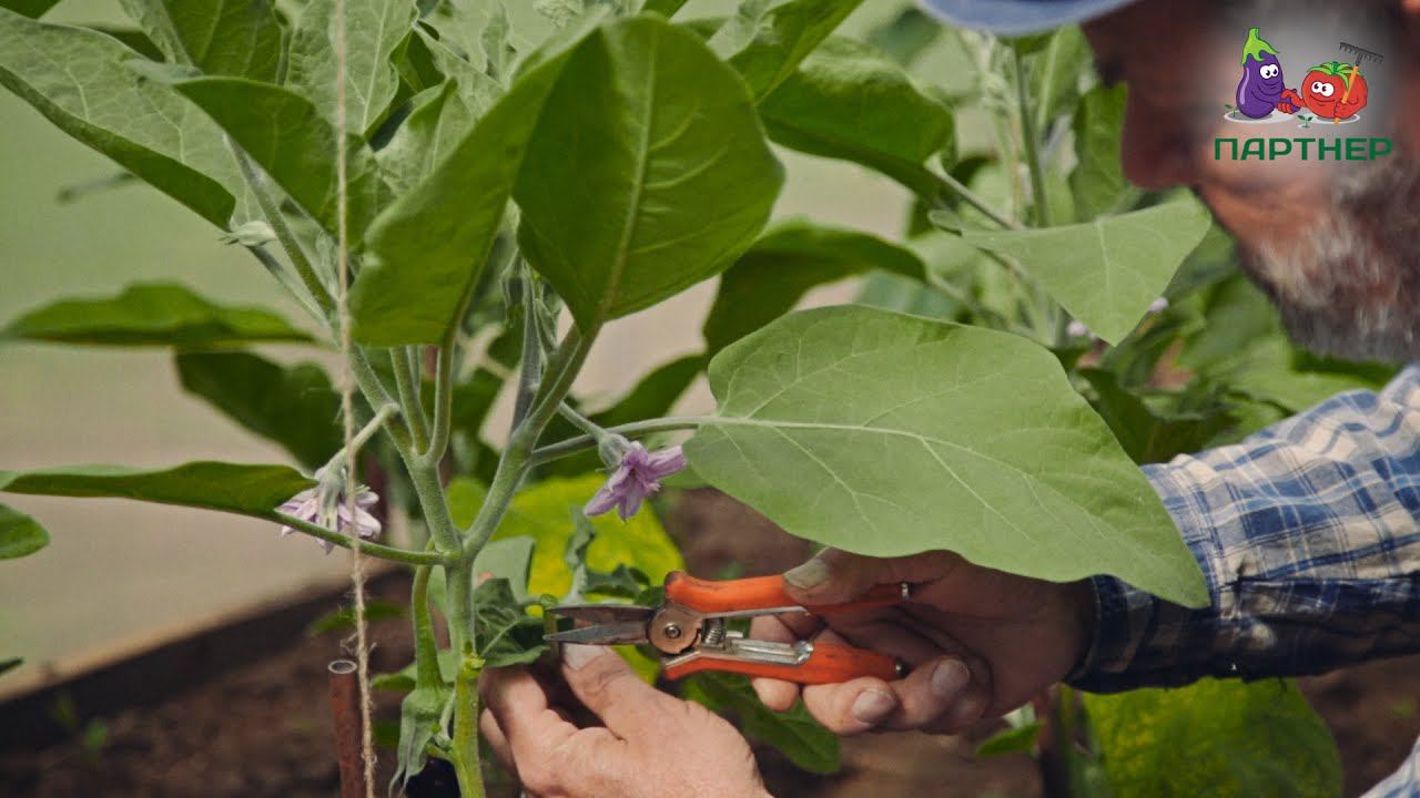 Семена Партнер