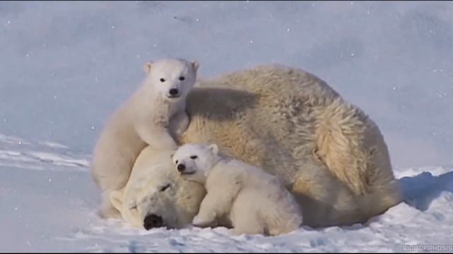 Самое милое поздравление с 8 марта от дочек и сыночек! смотреть онлайн