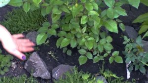 Сделайте это, чтобы розы цвели всё лето. Уход за розами в июне.