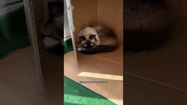 Почему котики любят спать, свернувшись клубочком смотреть онлайн