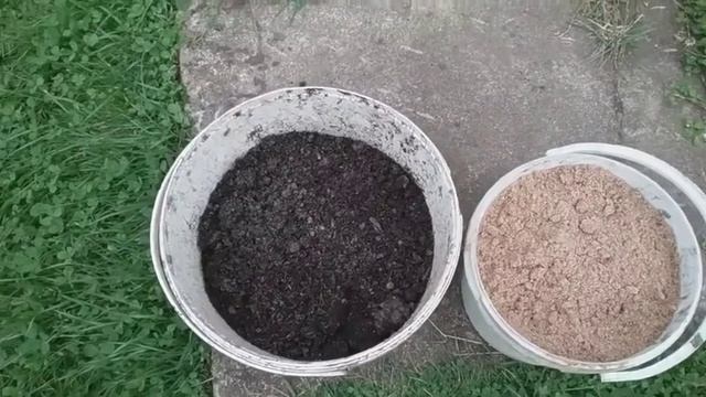 Размножение клематиса черенкованием. смотреть онлайн