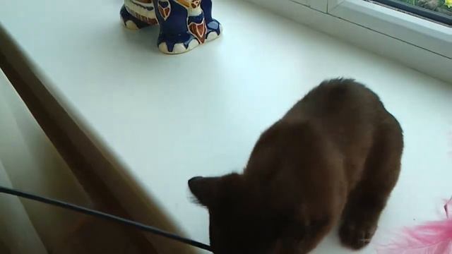 Котята Бурмы. смотреть онлайн