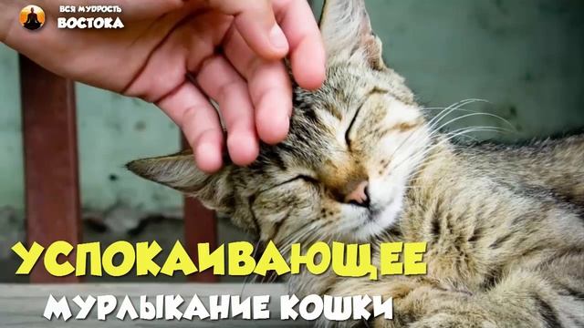 Успокаивающее мурлыканье кошки - music for meditation 60 min - музыка для медитации 60 минут смотреть онлайн