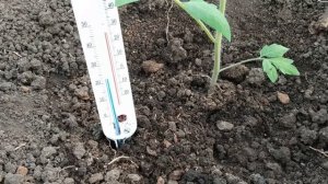 РАННЯЯ ПОСАДКА ТОМАТОВ В ТЕПЛИЦУ