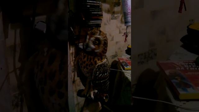 Пугало. Болотная сова смотреть онлайн