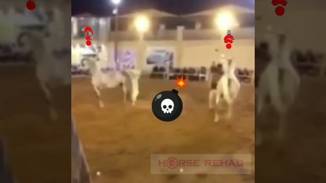 Неадекватная лошадь или ошибка хэндлера? смотреть онлайн