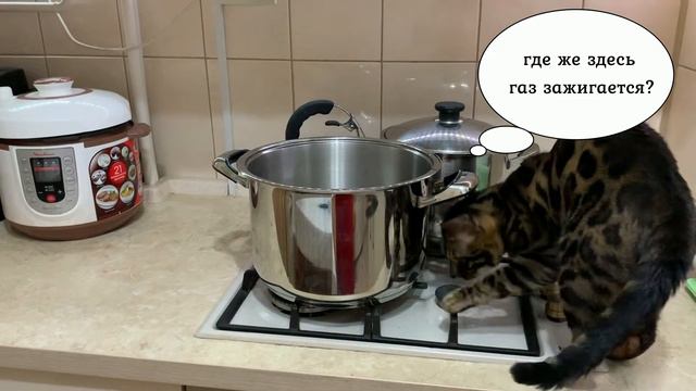 Любопытный кот на кухне 😂 Смешное видео 👍 Curious Cat