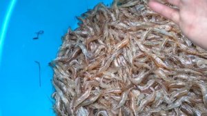 Каспийские креветки.