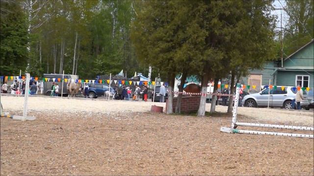 Дети на пони и без пони преодолевают препятствия. Кавалетти.