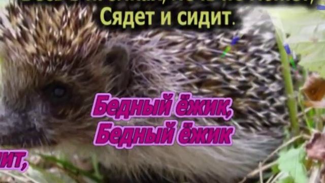 Бедный ёжик.mpg смотреть онлайн