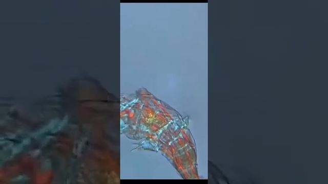 Тихоходка по микроскопом смотреть онлайн