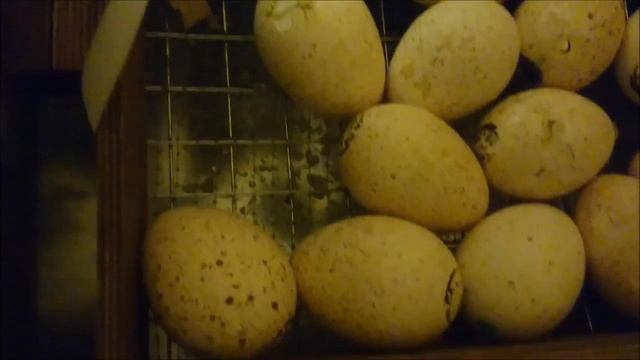 Вылупление индюшат 2018 смотреть онлайн