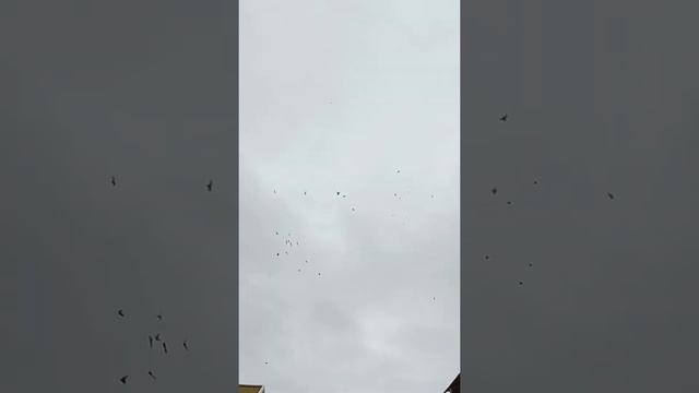 Голуби Республики Калмыкия. г Лагань. смотреть онлайн