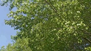 31 мая народный праздник ДЕНЬ СЕМИ ДЕВ. Народные приметы и традиции. Что делать нельзя.