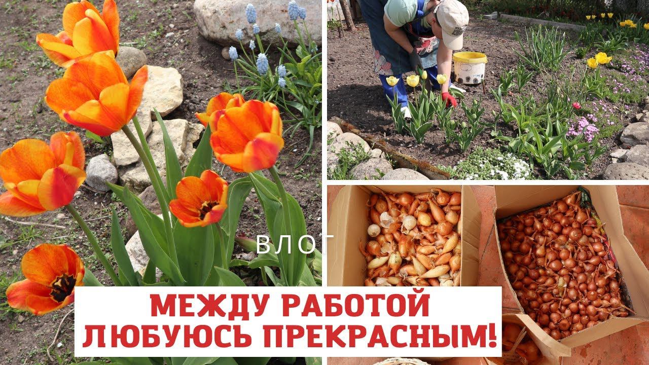 Снова купила розы / Лук, чеснок, бобы, горох и тюльпаны / Работа в саду и на огороде в разгаре! смотреть онлайн