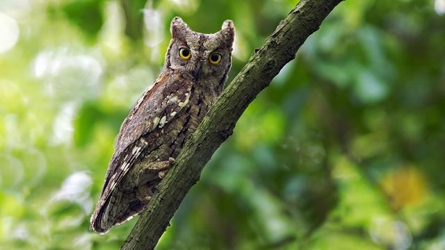 Голос совы сплюшки, обыкновенной совки. The call of scops owl. Otus scops смотреть онлайн