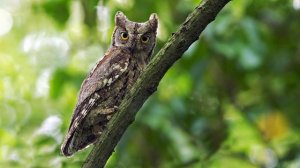 Голос совы сплюшки, обыкновенной совки. The call of scops owl. Otus scops