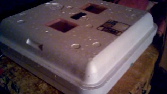 Домашние цыплята с инкубатора смотреть онлайн