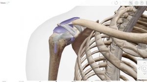 СКЕЛЕТ ЧЕЛОВЕКА В 3D