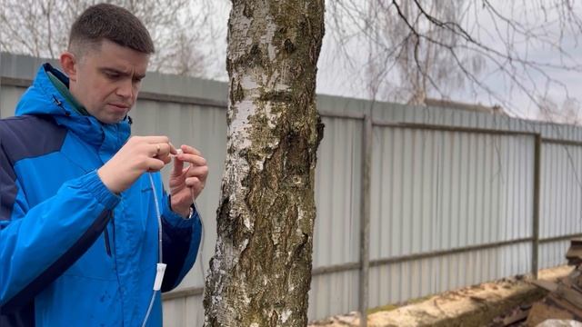 Берёзовый сок.Правильная добыча. смотреть онлайн