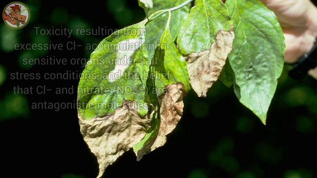Water Quality and Your Plants смотреть онлайн
