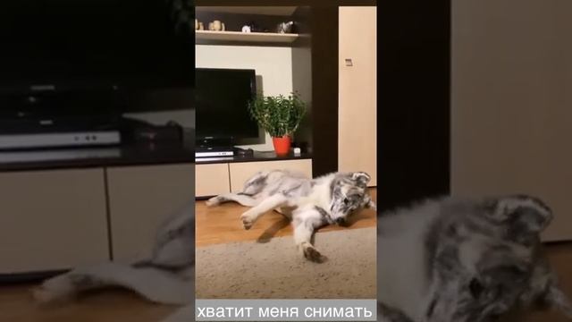 не мешайте спать аките смотреть онлайн