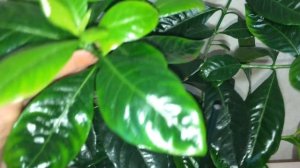 Гардения жасминовидная цветет. Уход в домашних условиях.