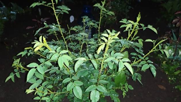 Как отличить шиповниковую поросль у розы смотреть онлайн